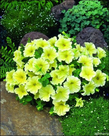 Петуния крупноцветковая гофрированная (Petunia grandiflora)