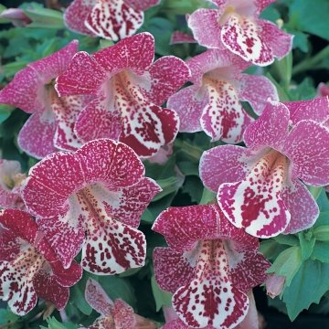 Губастик гибридный (Mimulus x hybrida)