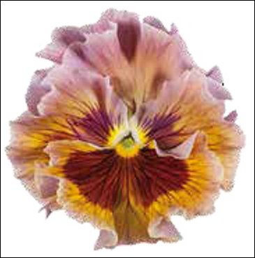 Виола Виттрока бахромчатая (Viola wittrockiana)