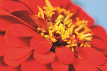 Цинния изящная (Zinnia elegans)