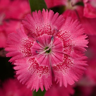 Гвоздика китайская х турецкая (Dianthus chinensis x barbatus)