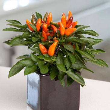 Перец летний (Capsicum annuum)