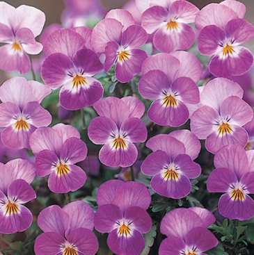 Виола рогатая (Viola cornuta)