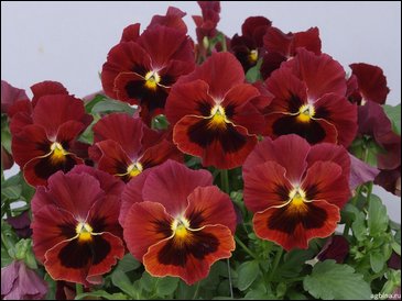 Виола гибридная (Viola wittrockiana x cornuta)