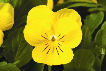 Виола рогатая (Viola cornuta)