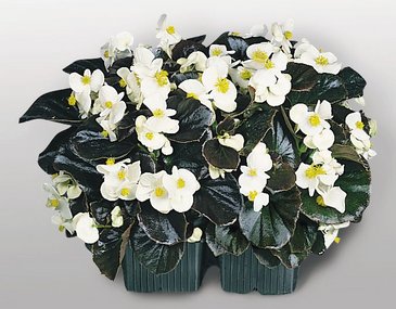 Бегония вечноцветущая (бронзовая листва) (Begonia semperflorens)