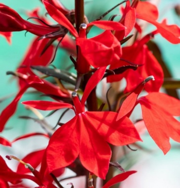 Лобелия огненная (Lobelia fulgens)