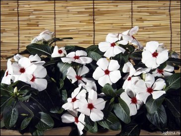 Катарантус розовый (Vinca rosea)