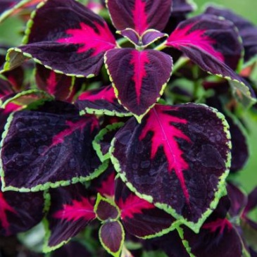 Колеус Блюме (Coleus blumei)