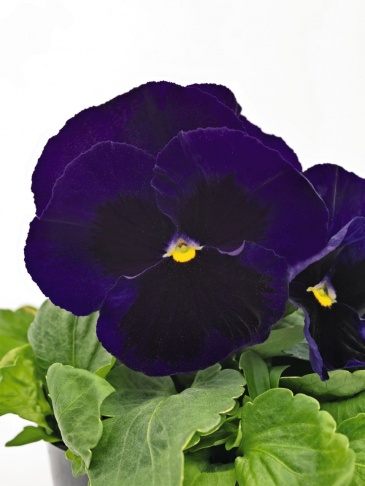 Виола виттрока (Viola wittrockiana)