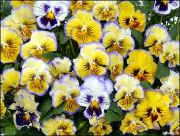 Виола Виттрока бахромчатая (Viola wittrockiana)
