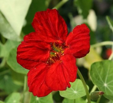 Настурция большая (Tropaeolum majus)