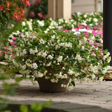 Бегония гибридная ампельная (зеленая листва) (Begonia hybrida)