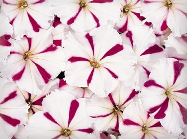 Петуния многоцветковая (Petunia multiflora)