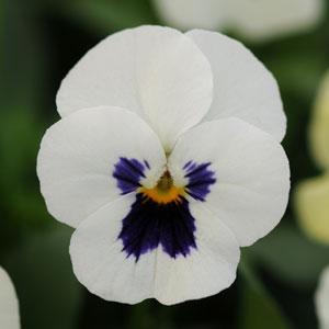 Виола рогатая (Viola cornuta)