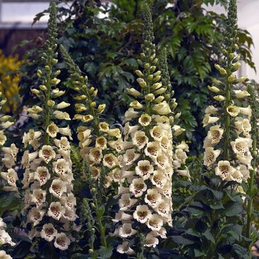 Наперстянка пурпурная (Digitalis purpurea)