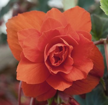 Бегония клубневая махровая ампельная (Begonia tuberhybrida)