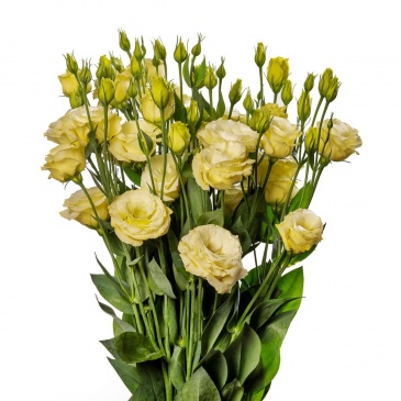 Лизиантус (Эустома) крупноцветковый (Lisianthus grandiflorum)