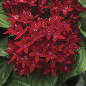 Пентас ланцетовидный (Pentas lanceolata)