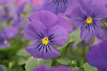 Виола рогатая (Viola cornuta)