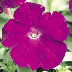 Петуния многоцветковая (Petunia multiflora)