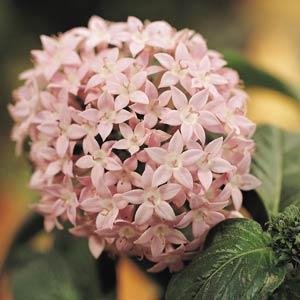 Пентас ланцетовидный (Pentas lanceolata)