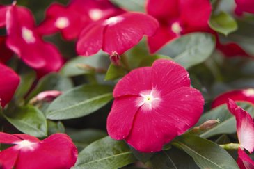 Катарантус розовый (Vinca rosea)