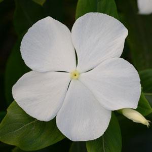 Катарантус розовый (Vinca rosea)