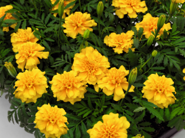Бархатцы отклоненные (Tagetes patula)