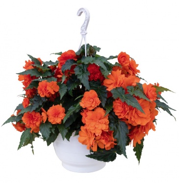 Бегония клубневая махровая ампельная (Begonia tuberhybrida)