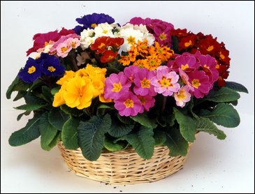 Примула полиантовая (многоцветковая) (Primula polyanthus)
