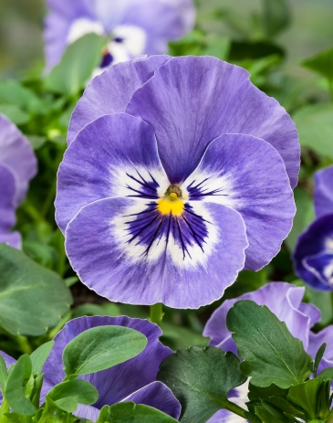 Виола Виттрока (Viola wittrockiana)