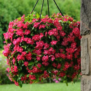 Катарантус розовый ампельный (Vinca rosea)