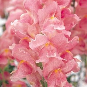 Львиный зев (Антирринум) большой (Antirrhinum majus)