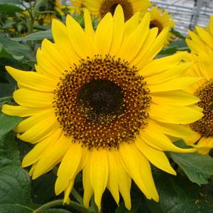 Подсолнечник летний (Helianthus annuus) Подсолнечник летний (Helianthus annuus)