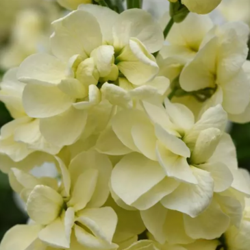 Левкой седой (Matthiola incana)