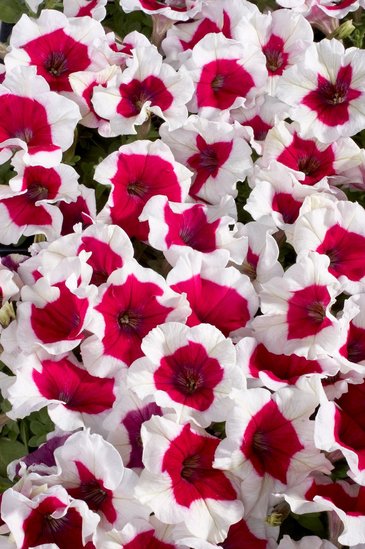 Петуния многоцветковая (Petunia multiflora)