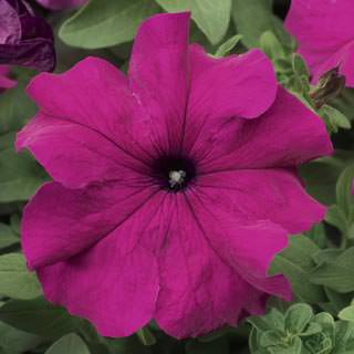 Петуния крупноцветковая (Petunia grandiflora)