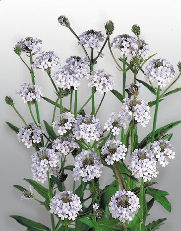 Вербена жесткая (Verbena rigida)