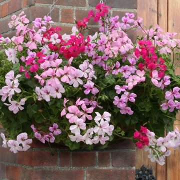 Пеларгония плющелистная (Pelargonium peltatum)