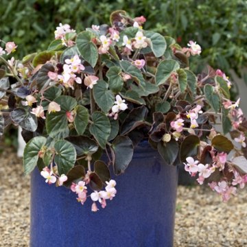 Бегония гибридная ампельная (зеленая и бронзовая листва) (Begonia hybrida)