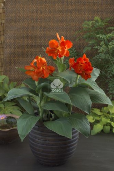 Канна садовая (Canna generalis)
