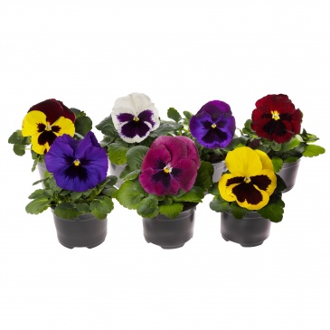 Виола Виттрока (Viola wittrockiana)