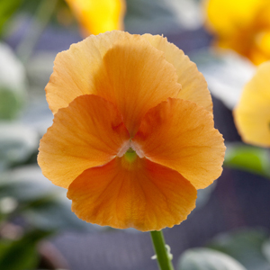 Виола рогатая (Viola cornuta)