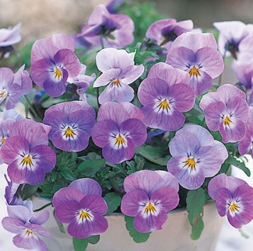 Виола рогатая (Viola cornuta)