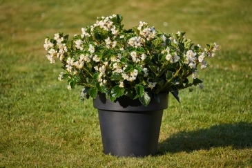 Бегония гибридная (зеленая листва) (Begonia interspecific)