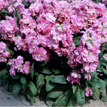 Левкой седой (Matthiola incana)