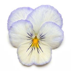 Виола виттрока ампельная (Viola wittrockiana)