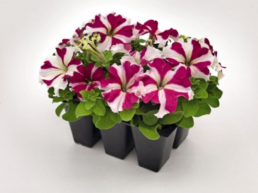 Петуния крупноцветковая (Petunia grandiflora)