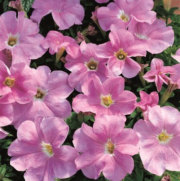 Петуния крупноцветковая (Petunia grandiflora)
